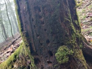 ヒメオオ採集50：脱出痕のある朽ち木 1