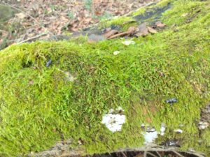 ヒメオオ採集50：オニクワガタのオス＆メス