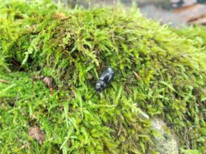 ヒメオオ採集50：オニクワガタのメス