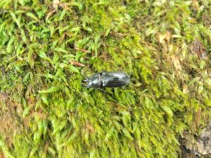 ヒメオオ採集50：オニクワガタのオス