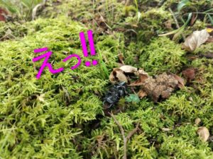 ヒメオオ採集50：ヒメオオクワガタのオスの死骸 1