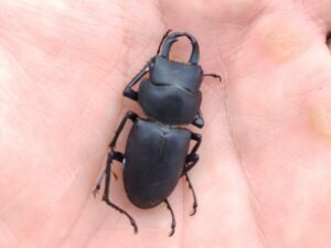 ヒメオオ採集50：ヒメオオクワガタのオスの死骸 3