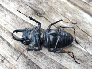 ヒメオオ採集50：ヒメオオクワガタのオスの死骸 2