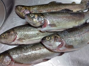 釣ったニジマス