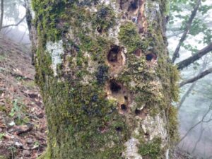 ヒメオオ採集50：脱出痕のある朽ち木 2