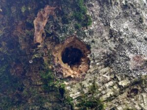 ヒメオオ採集50：脱出痕のある朽ち木 3