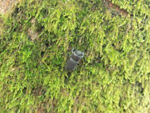 ヒメオオ採集50：スジクワガタのメス