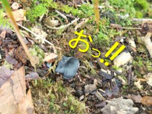 ヒメオオ採集50：ヒメオオクワガタのオスの死骸 4