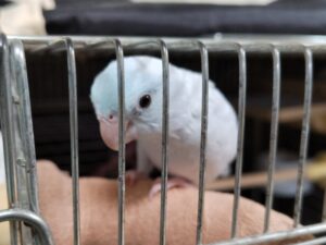 あめちゃん（マメルリハ）1