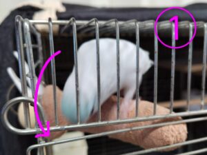 あめちゃん（マメルリハ）の回転 1