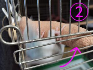 あめちゃん（マメルリハ）の回転 2