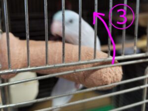 あめちゃん（マメルリハ）の回転 3