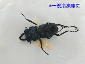 ヒメオオクワガタの標本作り 1