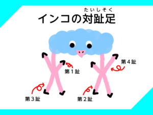 インコの対趾足のイラスト