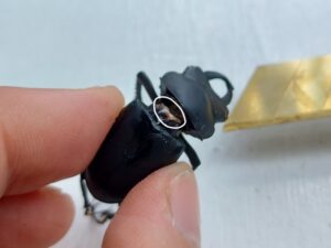 ヒメオオクワガタの標本作り 2
