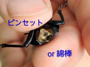 ヒメオオクワガタの標本作り 4