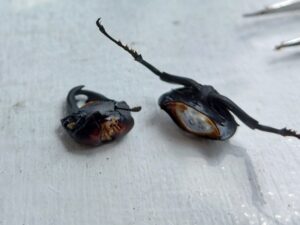 ヒメオオクワガタの標本作り 5