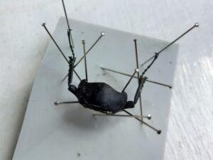 ヒメオオクワガタの標本作り 7