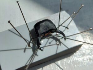 ヒメオオクワガタの標本作り 6