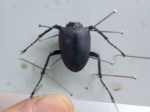 ヒメオオクワガタの標本作り 8