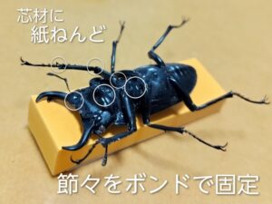 ヒメオオクワガタの標本作り 9