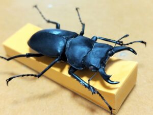 ヒメオオクワガタの標本作り 10