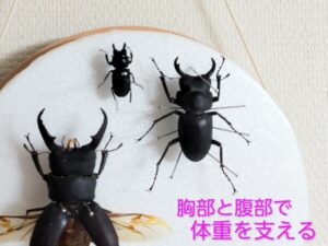 ヒメオオクワガタの標本作り 11