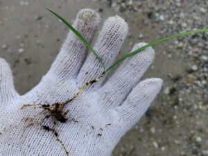 球根のある雑草 1