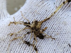 球根のある雑草 2