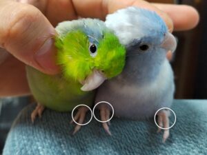 グリーンちゃん&チコちゃん