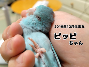 ピッピちゃん 1