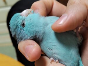 ピッピちゃん 4