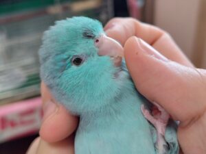 ピッピちゃん 2