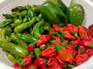 家庭菜園で大量収穫された唐辛子