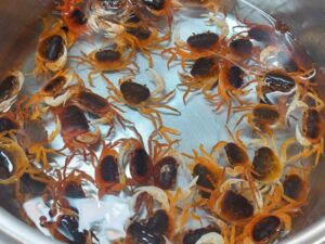 バローで買ったサワガニ(50匹2160円)