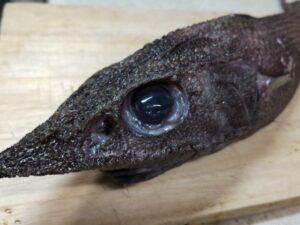 バローで購入したトウジン(唐人)2