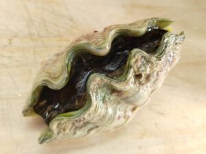 バローで買ったヒメシャコ貝 1