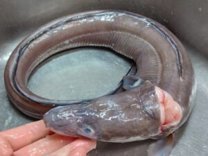 横浜のバローで買った黒あなご