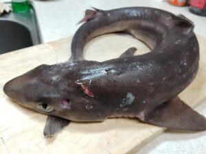 横浜のバローで買ったアブラツノザメ