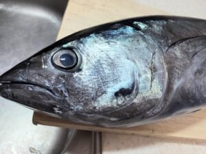 横浜のバローで買ったメジマグロ