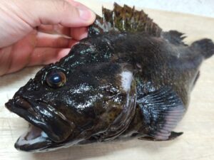 横浜のバローで買ったムラソイ