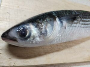 横浜のバローで買ったボラ