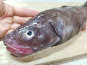 横浜のバローで買ったゲンゲ（幻魚）