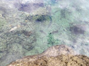 久米島の熱帯魚の家 2