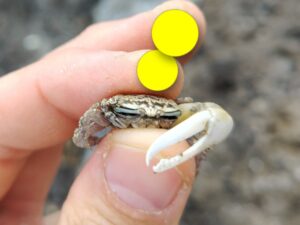 オキナワハクセンシオマネキ？と思われる蟹