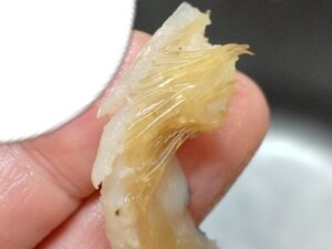 自作のフカヒレ作り④