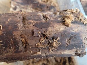 解体中の産卵セット 1