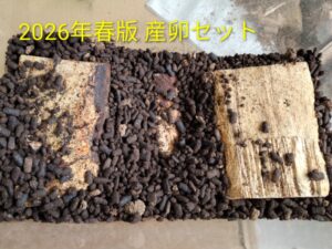 ヒメオオクワガタの産卵セット（2026年春版）1