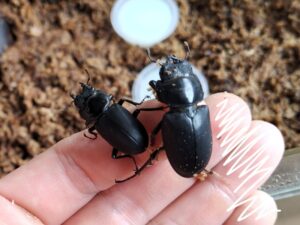 ヒメオオクワガタの成虫