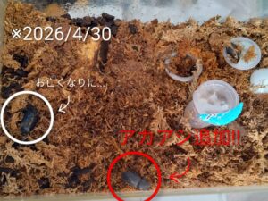 ヒメオオクワガタとアカアシクワガタの飼育セット